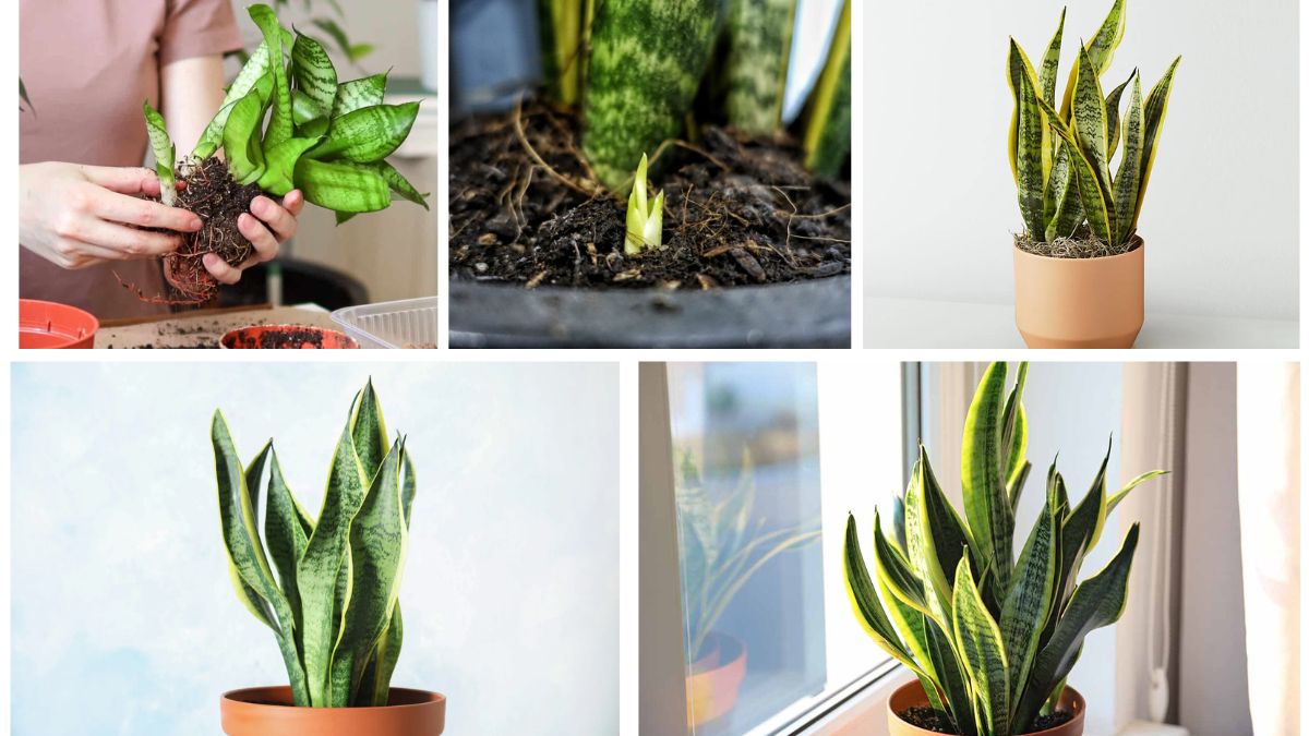 Propagating Snake Plants: Multiply Your Indoor Greenery