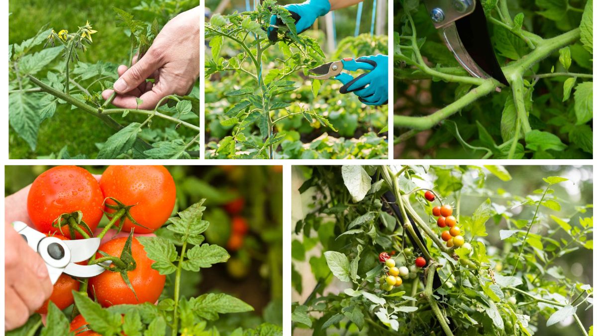 How to Prune Tomato Plants Correctly for Bigger Harvests