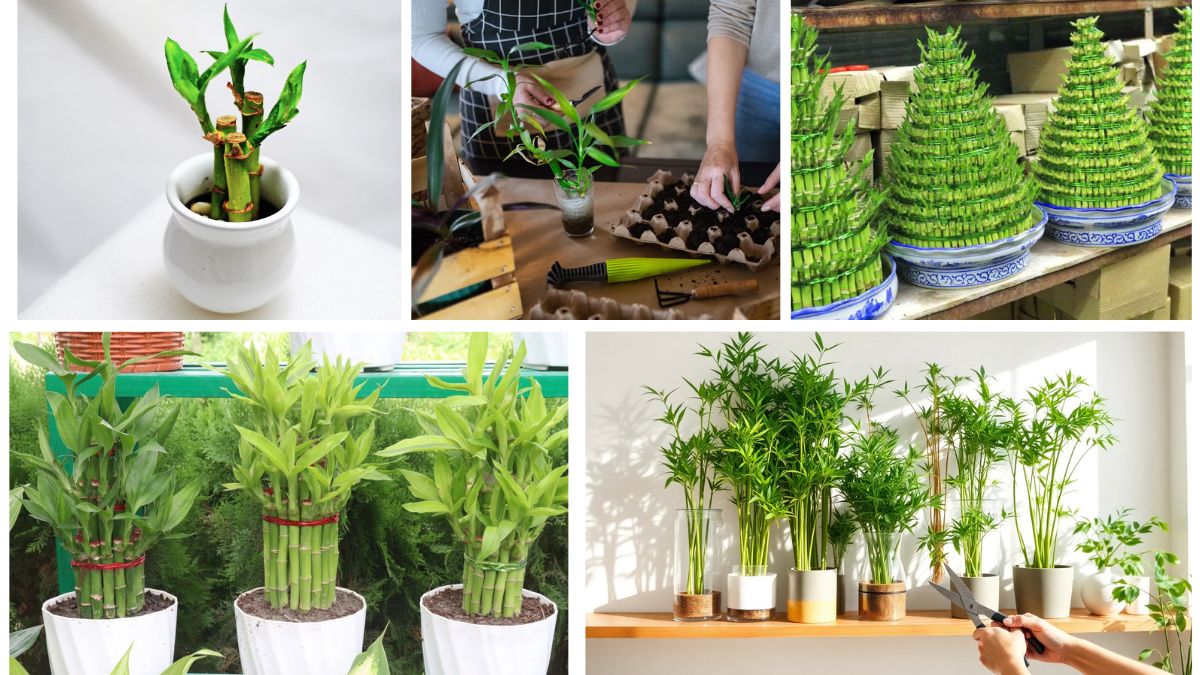 Indoor Bamboo Plant Care Tips: A Complete Beginner’s Guide