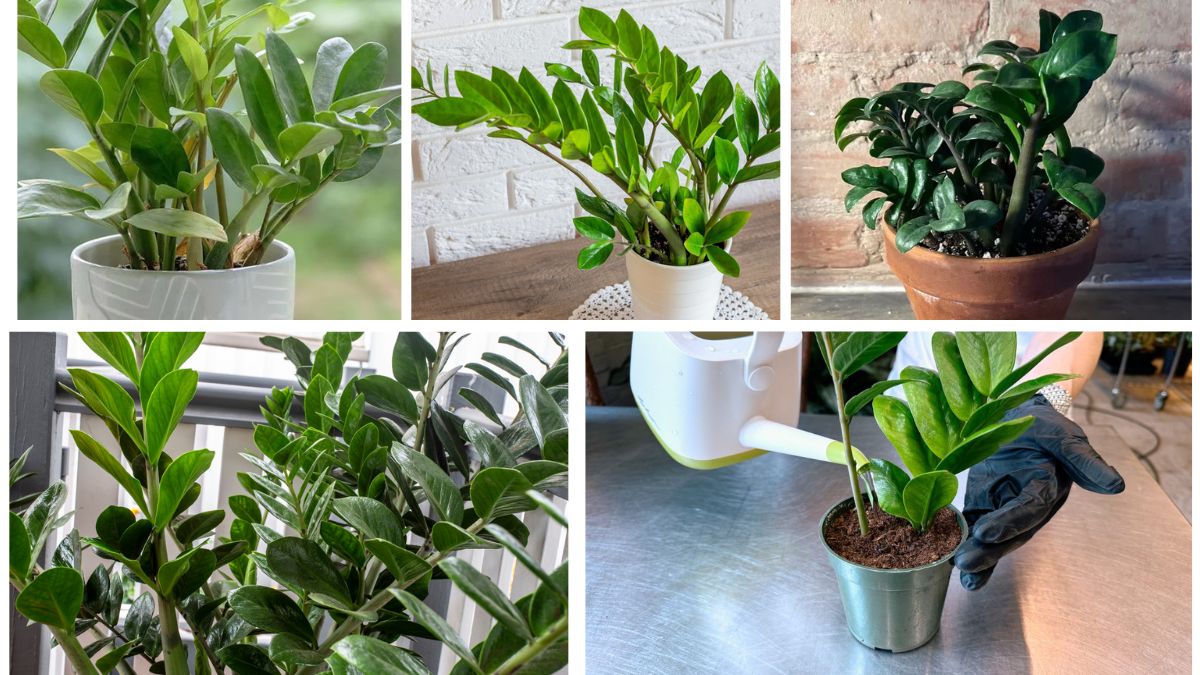 How to Propagate ZZ Plants and Grow More Greenery