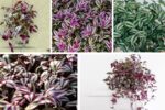 5 Wandering Jew Plant Varieties for Colorful Indoor Corners