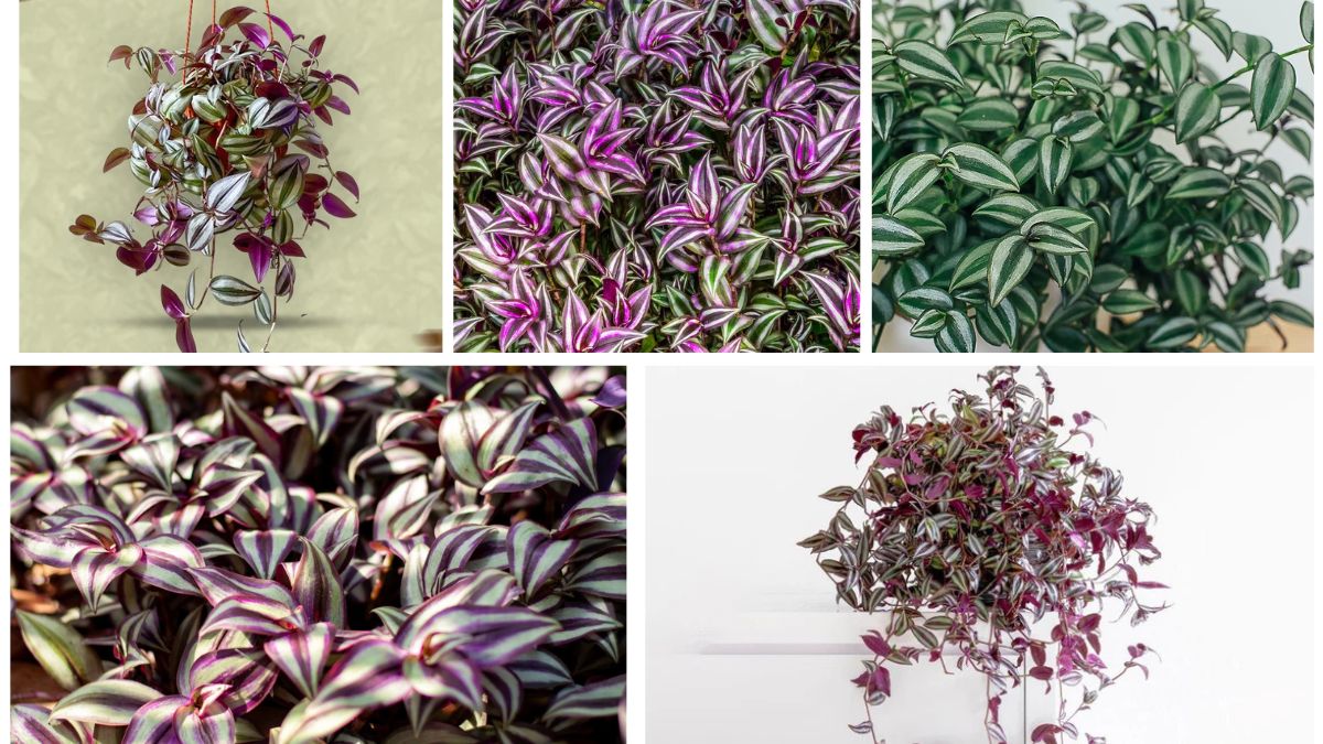 5 Wandering Jew Plant Varieties for Colorful Indoor Corners
