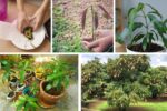 How to Grow Mango Trees from Seeds at Home
