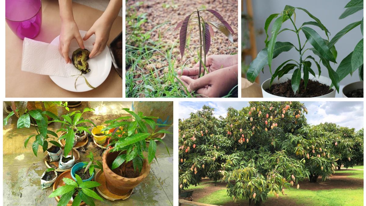 How to Grow Mango Trees from Seeds at Home