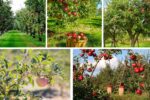 Step-by-Step Guide to Planting Apple Trees for Beginners