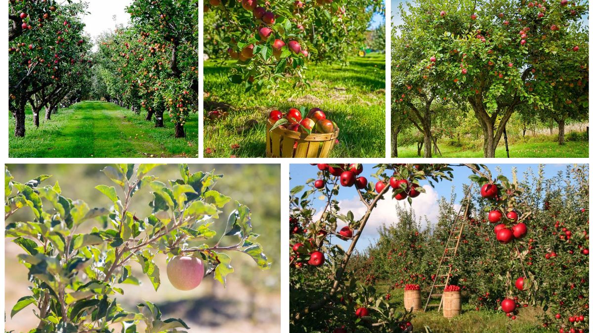 Step-by-Step Guide to Planting Apple Trees for Beginners