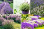 5 Lavender Plant Varieties to Add Calm and Fragrance