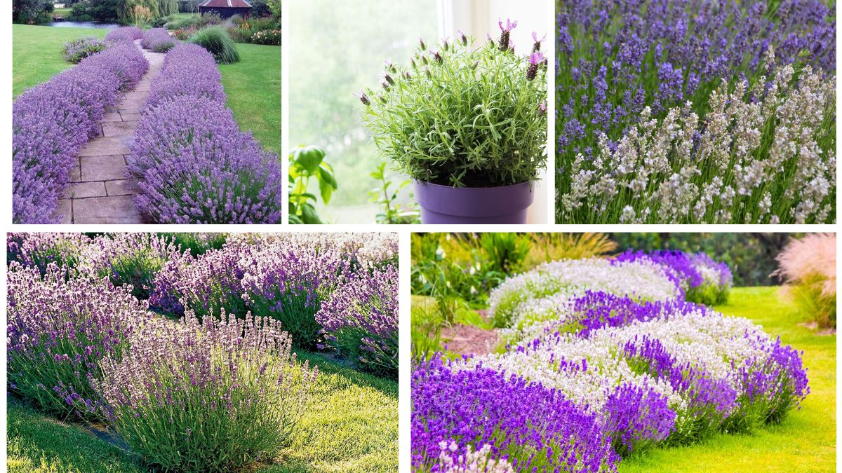 5 Lavender Plant Varieties to Add Calm and Fragrance