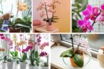 Orchid Care Guide: Keep Your Flowers Blooming Year-Round