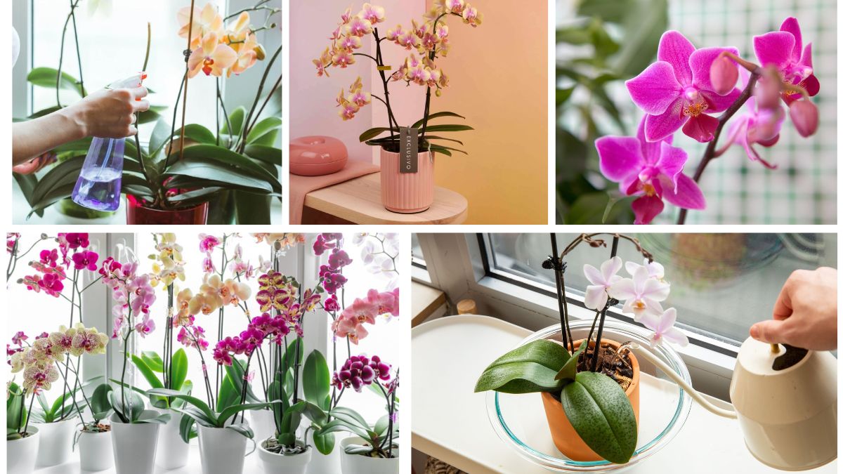 Orchid Care Guide: Keep Your Flowers Blooming Year-Round