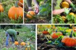 How to Plant Pumpkins for a Fun and Festive Harvest