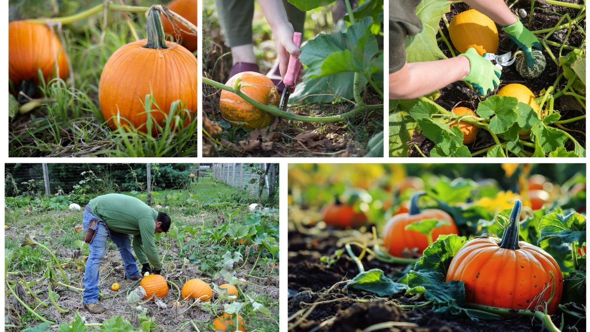 How to Plant Pumpkins for a Fun and Festive Harvest