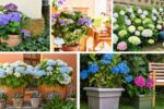 Step-by-Step Guide to Planting Hydrangeas at Home