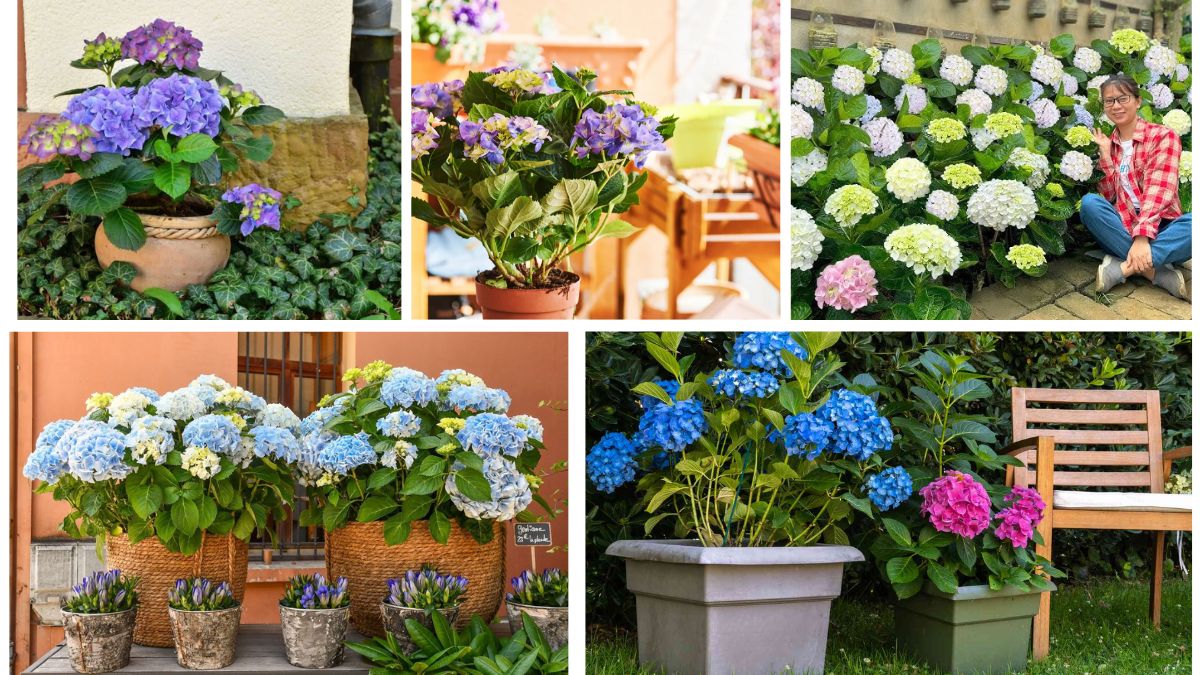 Step-by-Step Guide to Planting Hydrangeas at Home