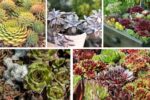 5 Cold-Hardy Succulents That Survive Winter Beautifully