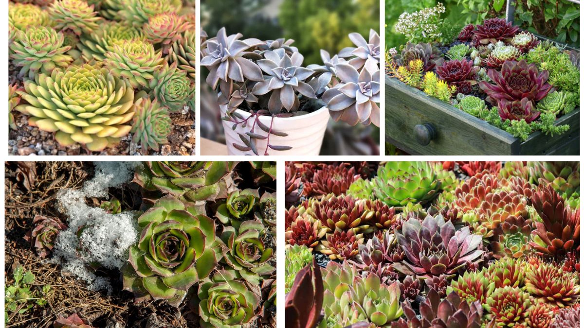 5 Cold-Hardy Succulents That Survive Winter Beautifully