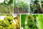 How to Grow Banana Plants and Create a Tropical Retreat