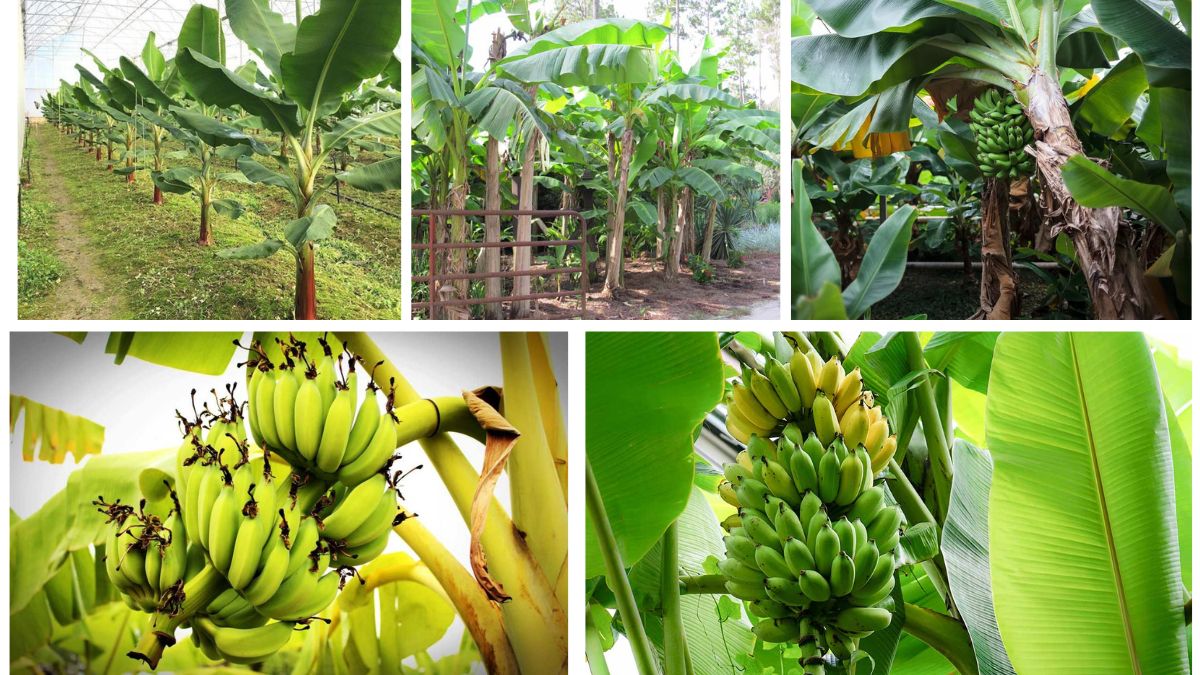 How to Grow Banana Plants and Create a Tropical Retreat