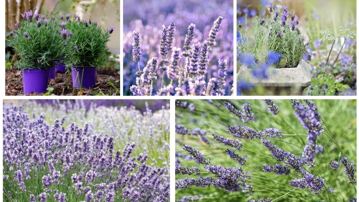 How to Grow Lavender for Fragrance and Beauty in the Garden