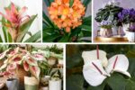 5 Exotic Flowering Houseplants to Add Tropical Charm
