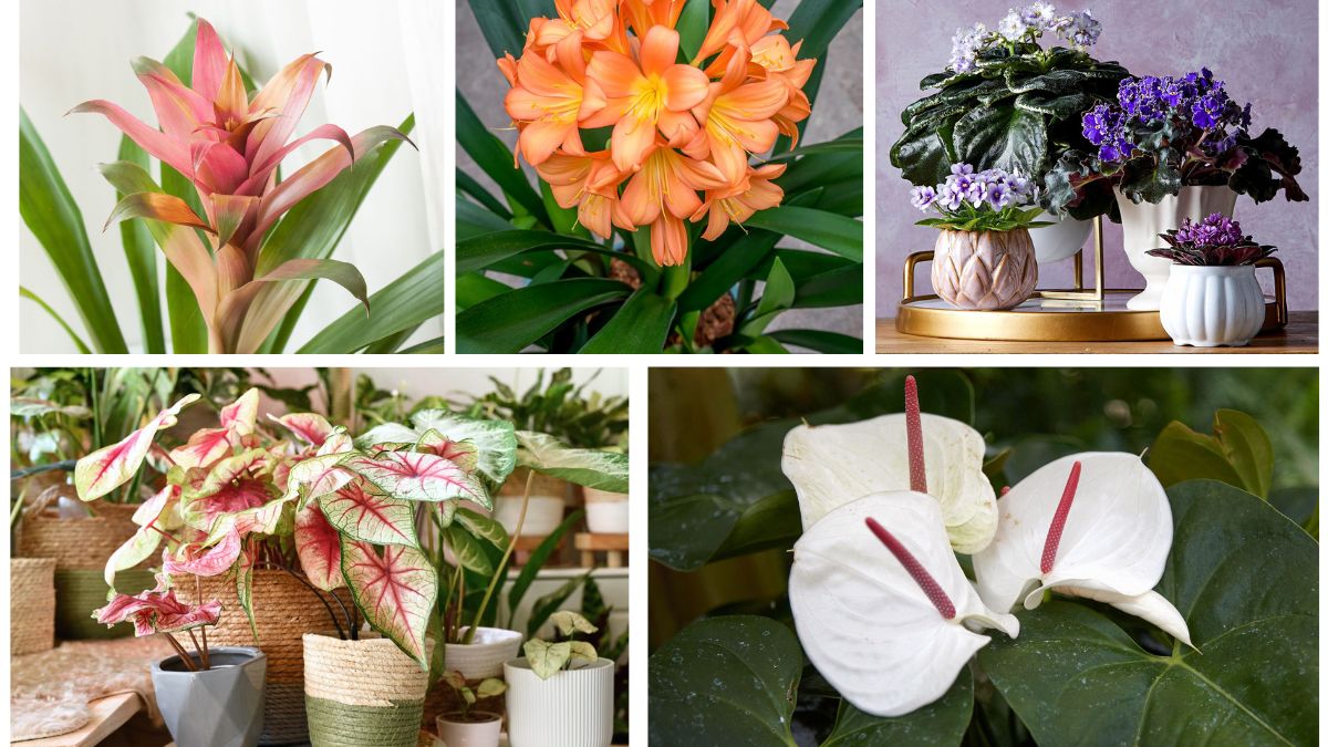 5 Exotic Flowering Houseplants to Add Tropical Charm