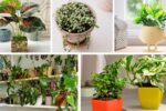 5 Cute Indoor Plant Pots for Stylish Home Decor