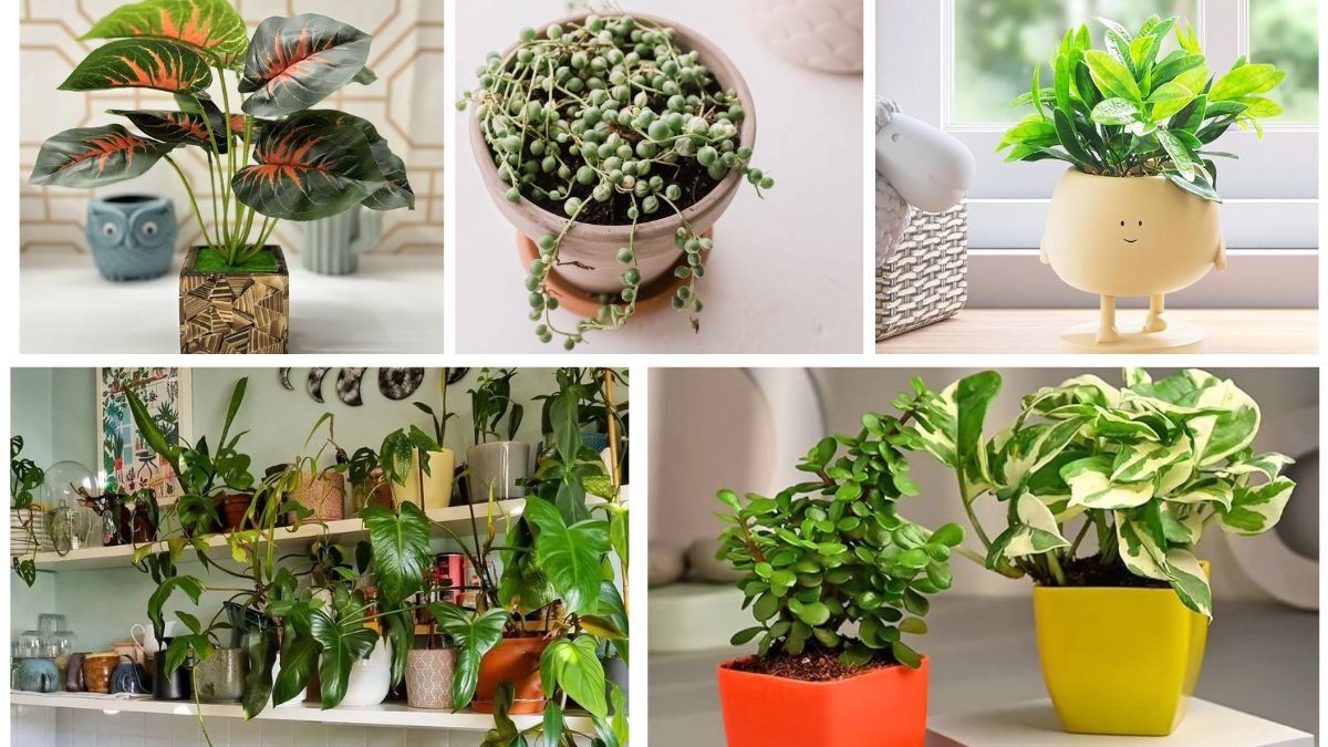 5 Cute Indoor Plant Pots for Stylish Home Decor