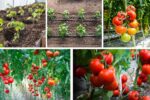 How to Space Tomato Plants for the Best Yields