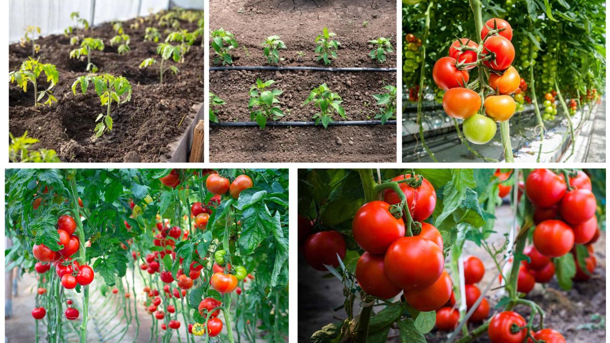 How to Space Tomato Plants for the Best Yields