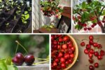 How to Grow Cherry Trees from Seeds at Home