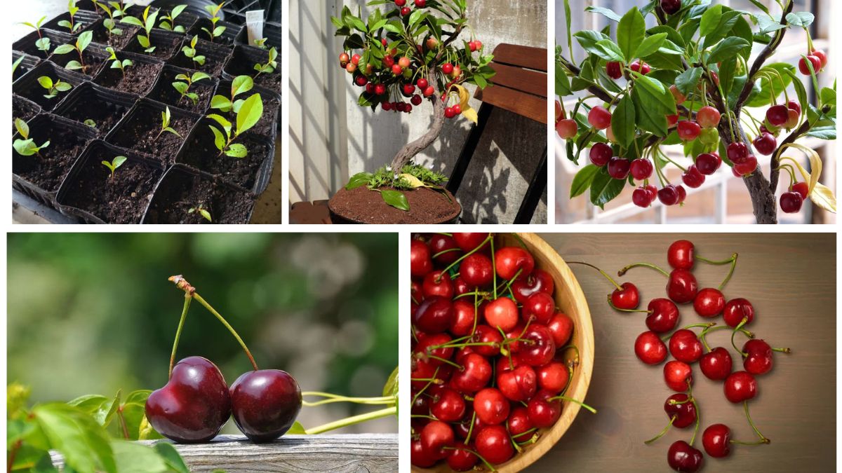 How to Grow Cherry Trees from Seeds at Home