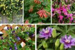 5 Annual Vines That Attract Pollinators Quickly
