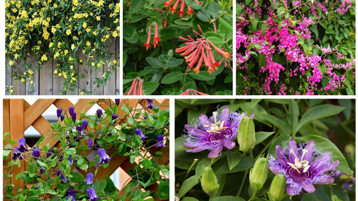 5 Annual Vines That Attract Pollinators Quickly
