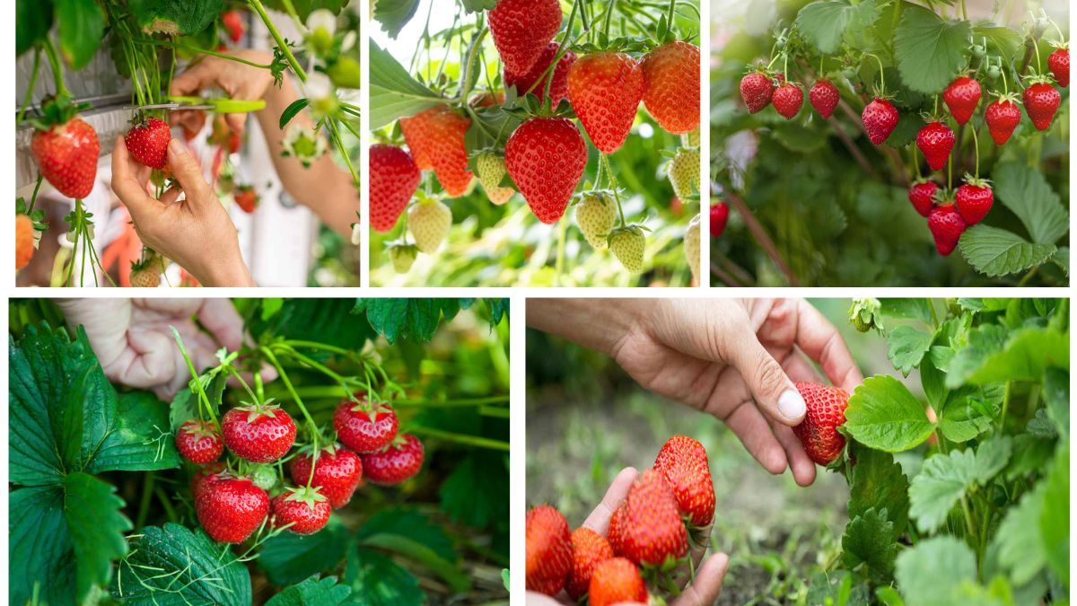 How to Grow Strawberries for Fresh, Sweet Harvests