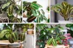 Indoor Prayer Plant Care Tips for Beginners