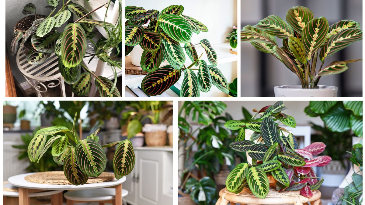 Indoor Prayer Plant Care Tips for Beginners