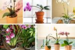 How to Take Care of Orchids for Continuous Blooms