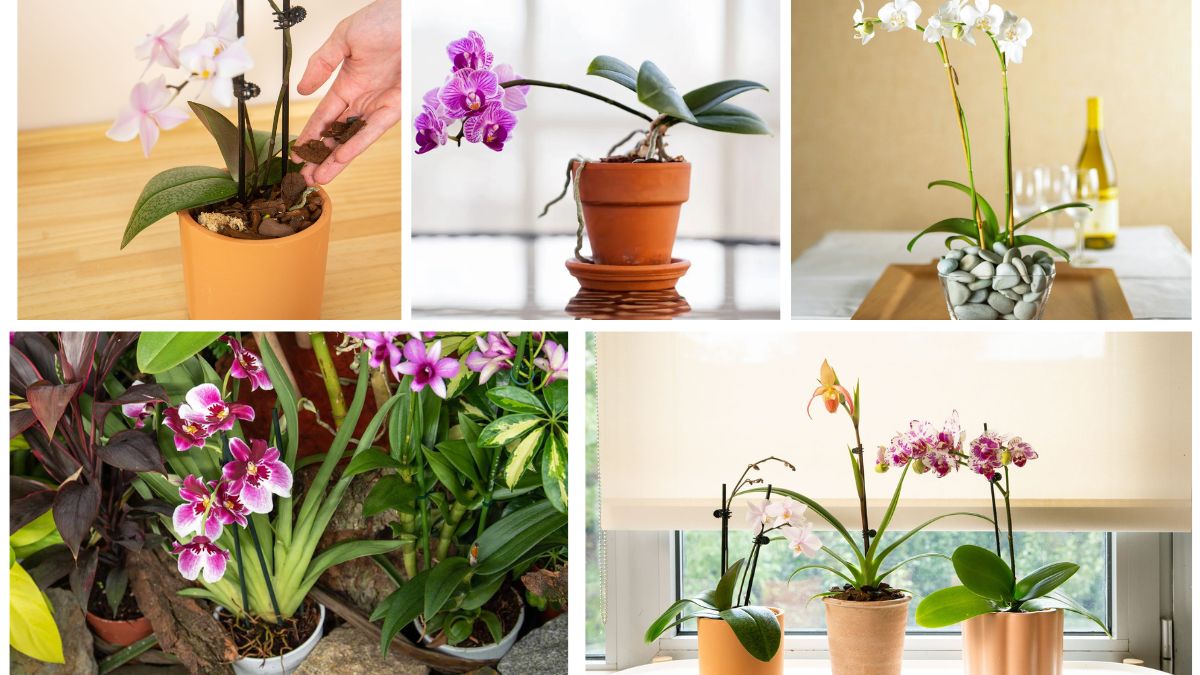 How to Take Care of Orchids for Continuous Blooms