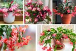 Step-by-Step Guide to Growing Christmas Cactus at Home