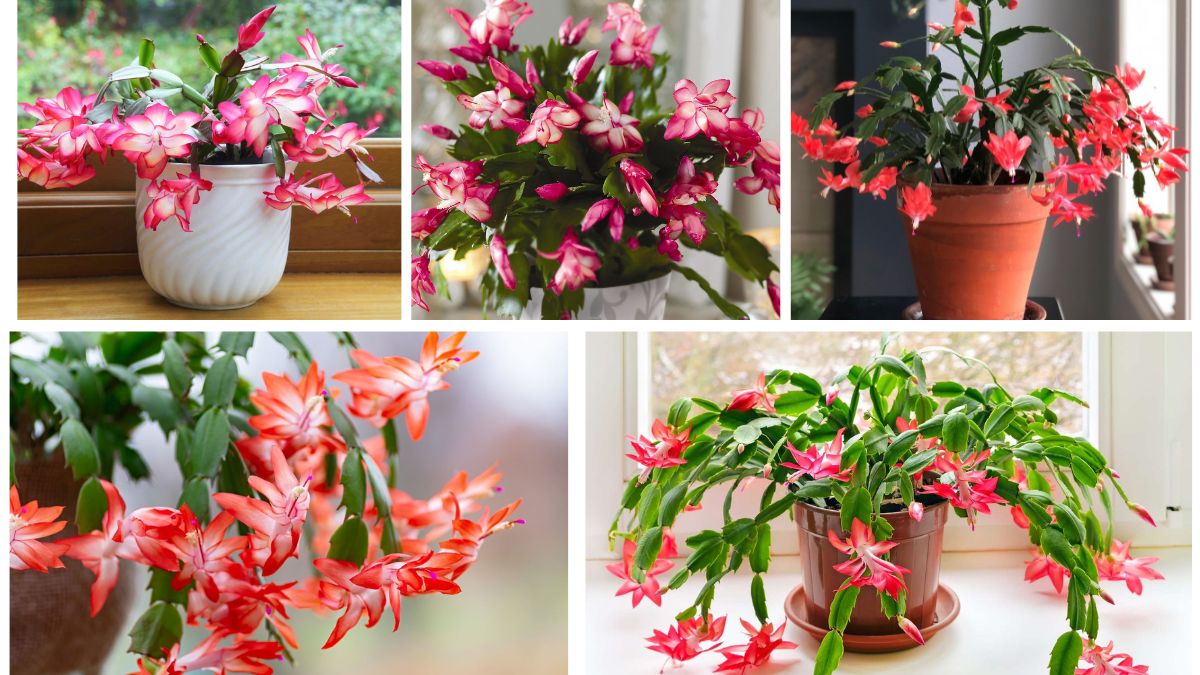 Step-by-Step Guide to Growing Christmas Cactus at Home