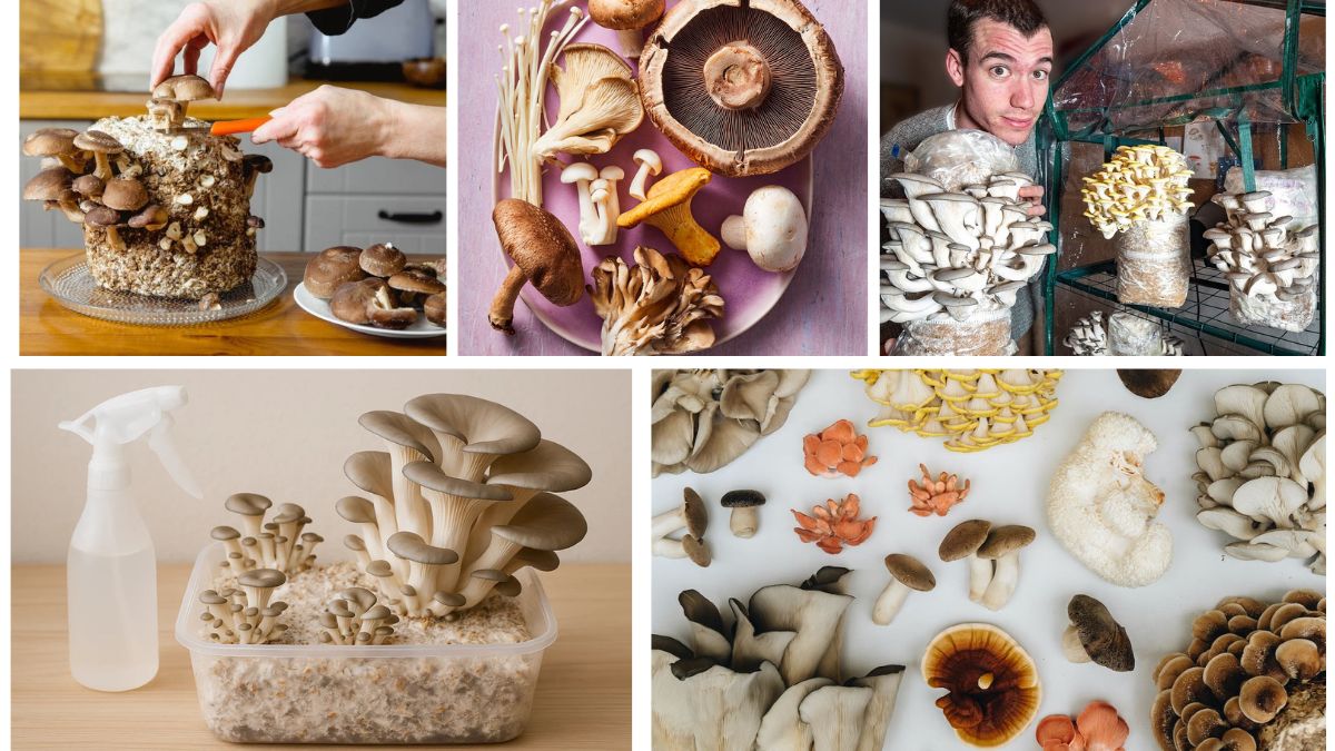 Beginner’s Guide to Planting Mushrooms Indoors