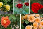How to Plant Roses for Fragrant, Colorful Blooms