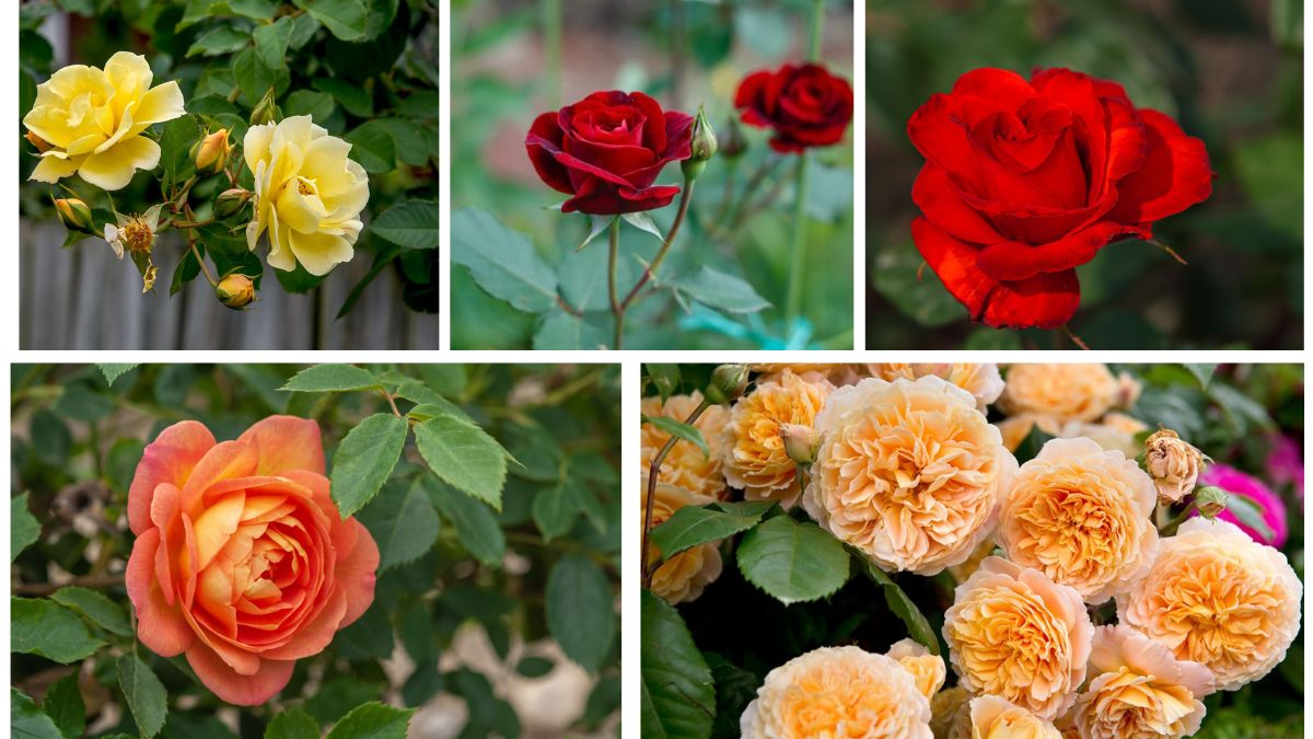 How to Plant Roses for Fragrant, Colorful Blooms