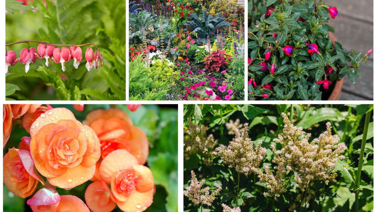 5 Flowering Bulbs That Thrive in Shady Gardens
