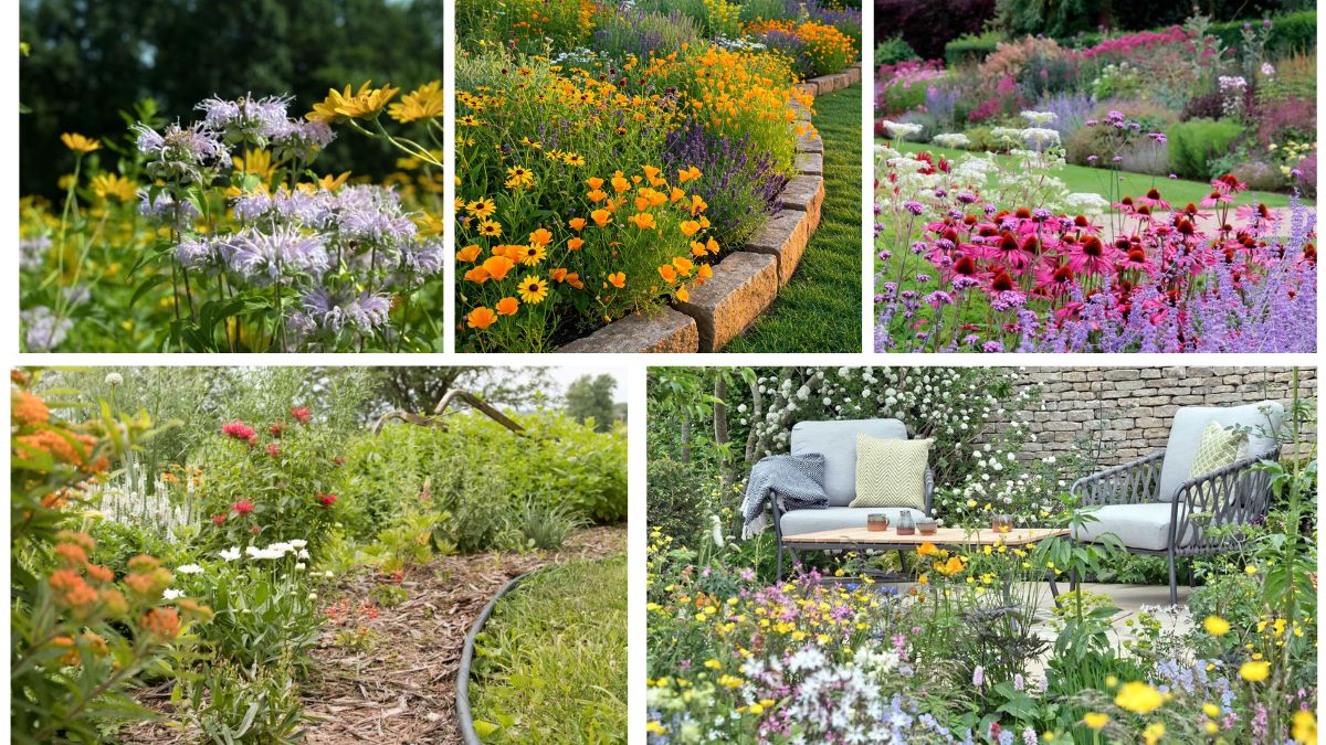 5 Low-Maintenance Wildflowers for Natural Garden Designs