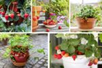 How to Grow Strawberries in Pots Easily