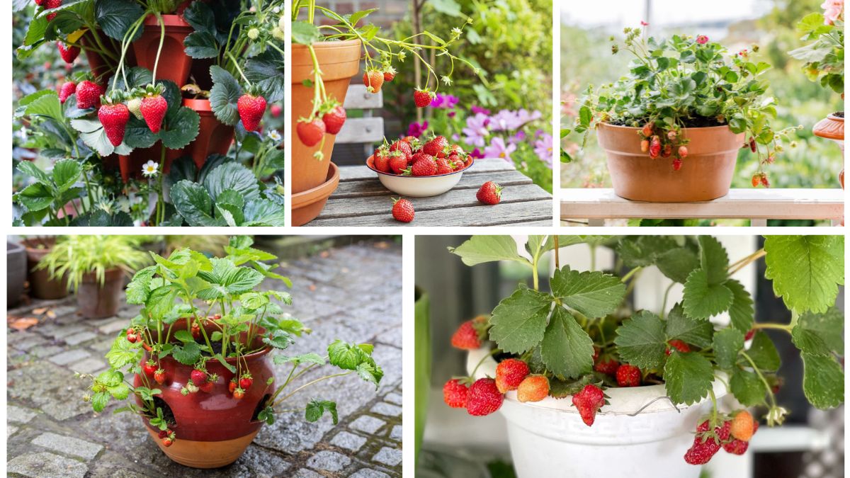 How to Grow Strawberries in Pots Easily