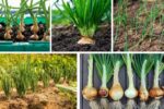 Step-by-Step Guide to Planting Onion Sets