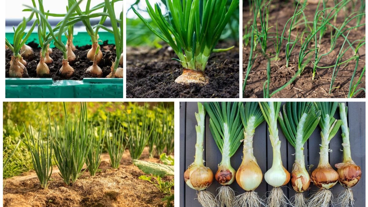 Step-by-Step Guide to Planting Onion Sets