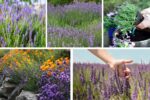 How to Grow Lavender for Relaxing Aroma and Beauty